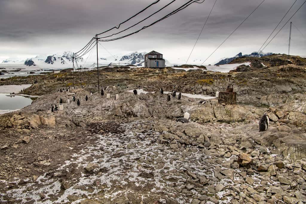 Sur l'île Galindez, scientifiques et manchots papous cohabitent harmonieusement. Tandis que les chercheurs poursuivent leurs investigations, les manchots occupent les rivages. Station Vernadsky © Thierry Suzan – Tous droits réservés
